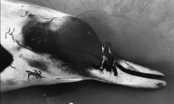 Spade-toothed whale Spadetoothed Beaked Whale photos