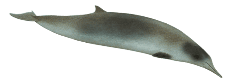 Spade-toothed whale Spadetoothed Beaked Whale