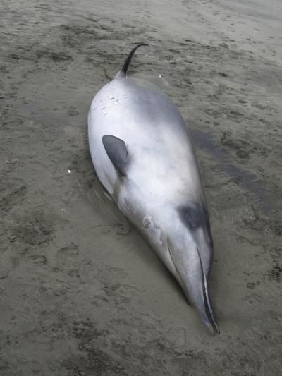 Spade-toothed whale World39s rarest whale seen for first time Spadetoothed whale