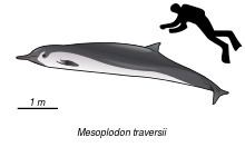 Spade-toothed whale httpsuploadwikimediaorgwikipediacommonsthu