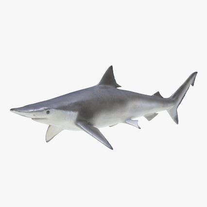 Spadenose shark Spadenose Shark 3d model