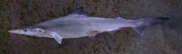 Spadenose shark FileScoliodon laticaudus ranongjpg Wikimedia Commons