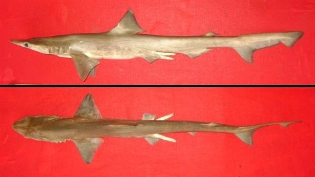 Spadenose shark Hong Kong Shark Species hkmarinelife