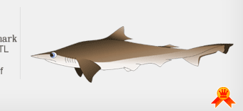 Spadenose shark sharkshockquotquot