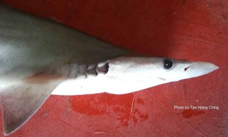 Spadenose shark Requiem Sharks Talk About Fish