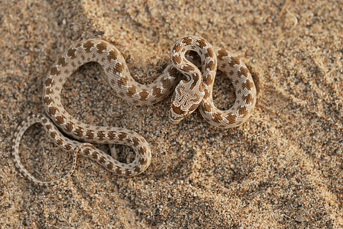Spalerosophis diadema That one reptile blog libutron Diadem Snake Spalerosophis