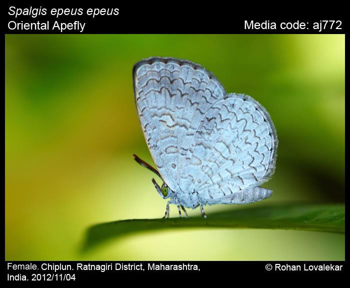 Spalgis Spalgis epeus Oriental Apefly, a female chiplun in Ratnagiri district, Maharashtra, India