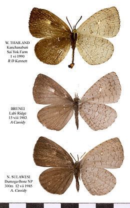 Types of Spalgis epius Wikispecies. Thailand, Brunei, Sulawesi (top to bottom)