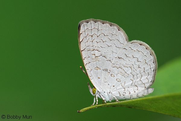 A Spalgis epius butterfly with a pale, silky and brownish-white underside wing on the tip of a leaf