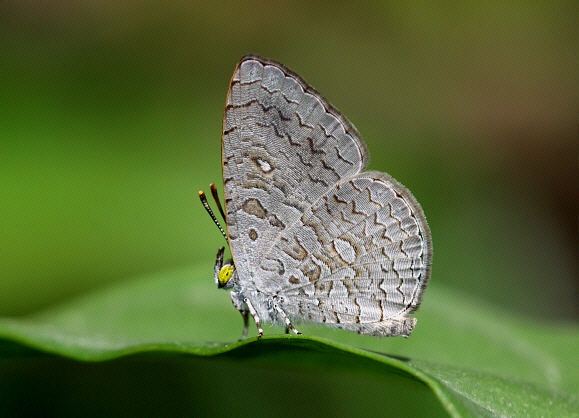 A Spalgis epius butterfly with a pale, silky and brownish-white underside wing on a leaf
