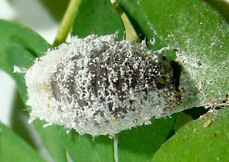 A Spalgis epius larva