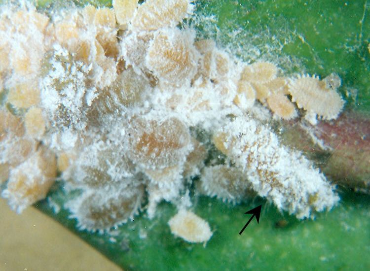 A Spalgis epius larva