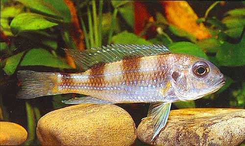 Spangled cichlid wwwfishoutletcomaufilesCategoryluminochromis