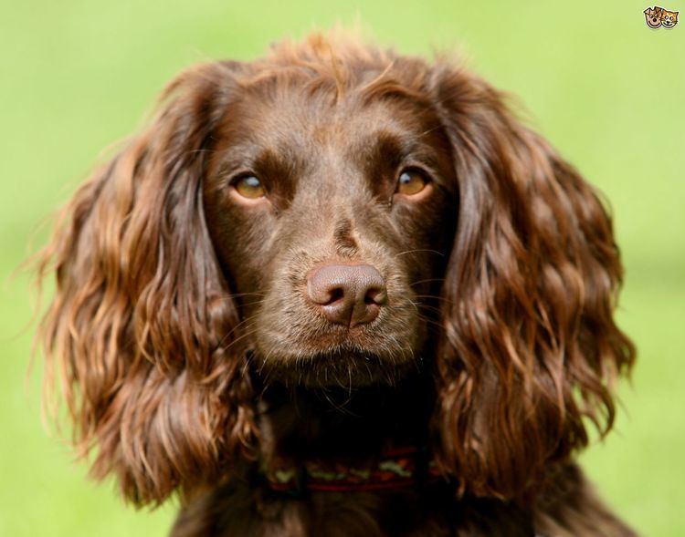 Spaniel Which Breed of Spaniel Would Suit Your Lifestyle Best Pets4Homes