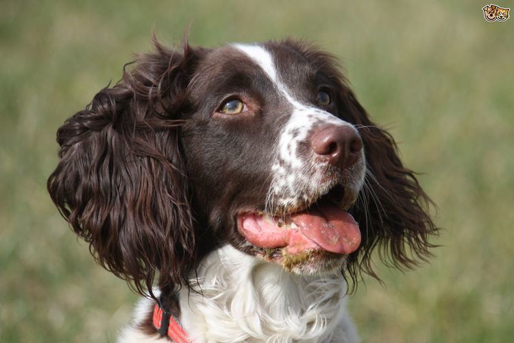 Spaniel Is a springer spaniel the right choice of dog for you Pets4Homes