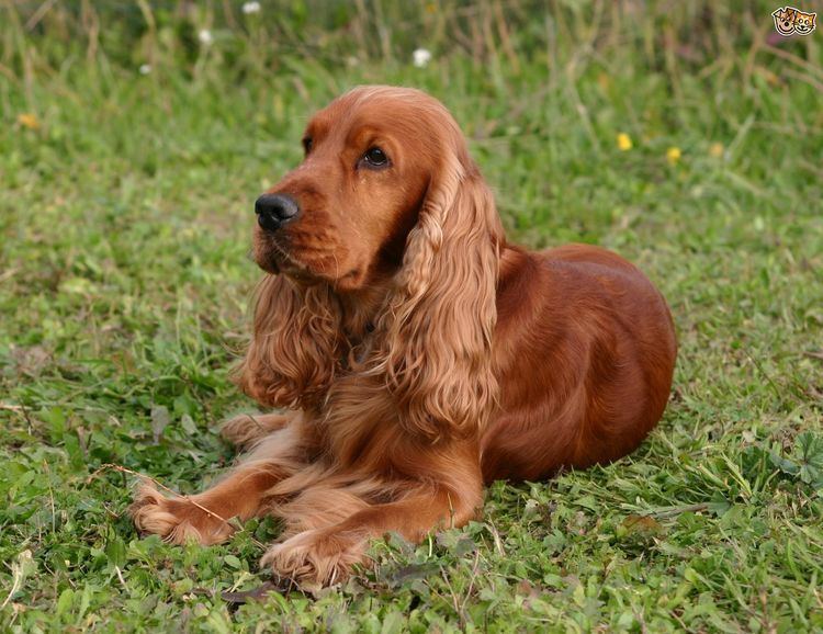 Spaniel Cocker Spaniel Dog Breed Information Facts Photos Care Pets4Homes