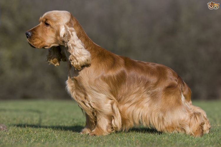 Spaniel Cocker Spaniel Dog Breed Information Facts Photos Care Pets4Homes