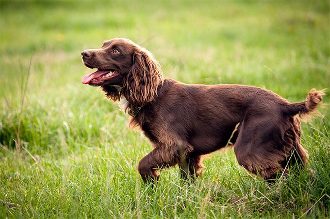 english springer spaniel mass