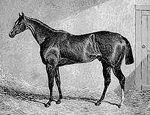 Spaniel (horse) httpsuploadwikimediaorgwikipediacommonsthu