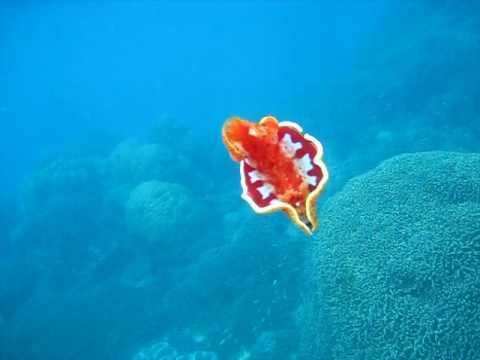 Spanish dancer Spanish Dancer Wavelength Snorkeling Great Barrier ReefAVI YouTube