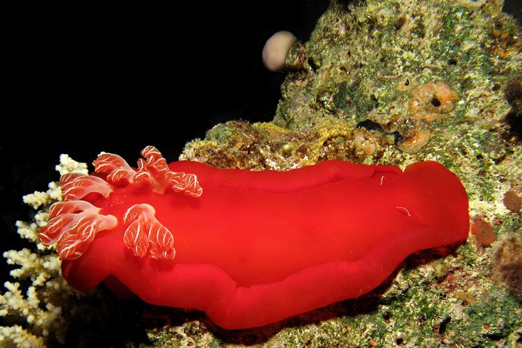 Spanish dancer 5 Facts About The Spanish Dancer Nudibranch Environment