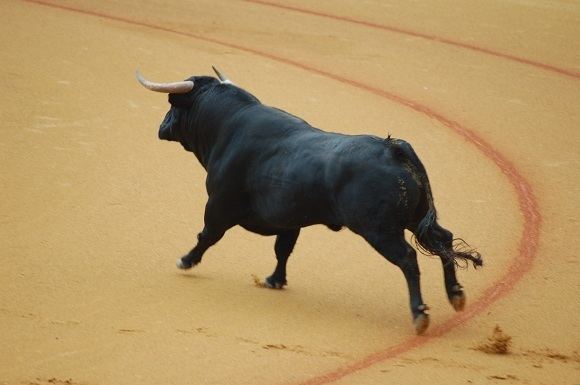 Spanish Fighting Bull The Bull Aficionados International