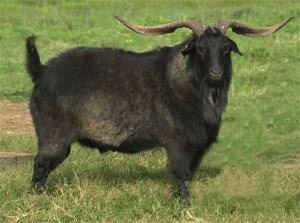 Spanish goat Goat Breeds Spanish eXtension