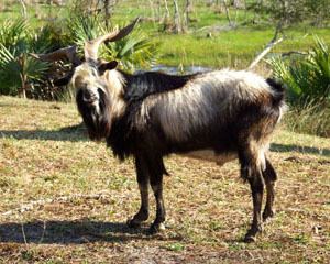 Spanish goat httpslivestockconservancyorgimagesuploadsab
