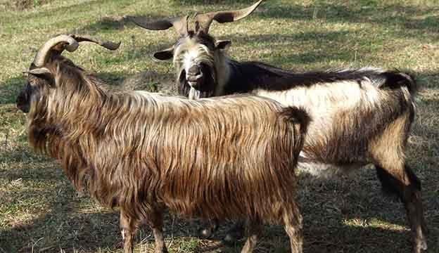 Spanish goat Viva La Spanish Goat Hobby Farms