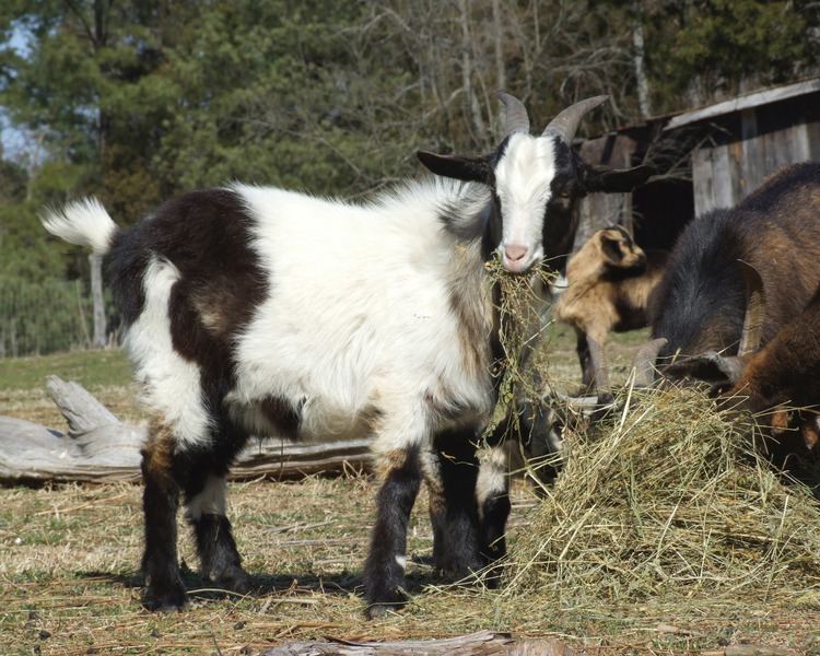 Spanish goat Slow Food USA Spanish Goat