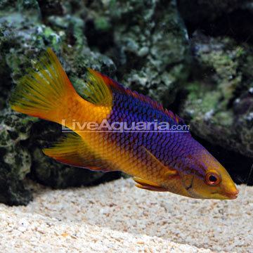 Spanish hogfish wwwliveaquariacomimagescategoriesproductp76