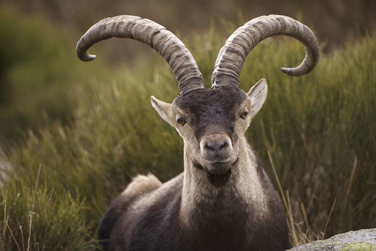 Spanish ibex - Alchetron, The Free Social Encyclopedia