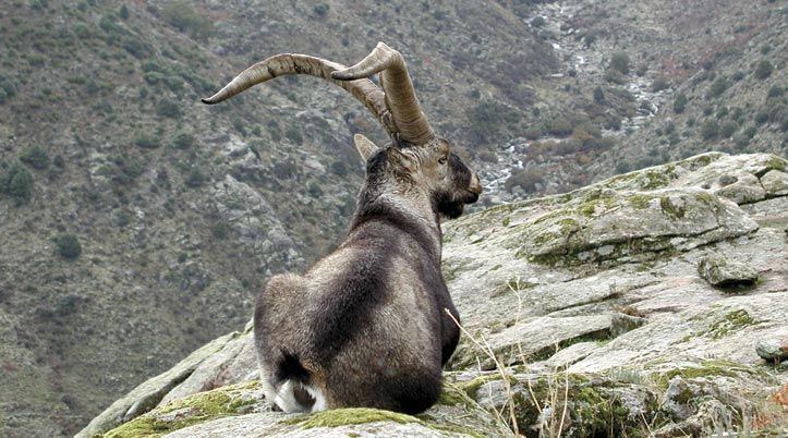 Spanish ibex - Alchetron, The Free Social Encyclopedia