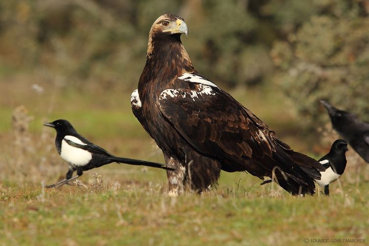 Spanish imperial eagle theraptorcage Spanish Imperial Eagle with Black Billed Magpies