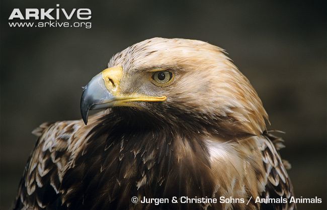 Spanish imperial eagle Spanish imperial eagle videos photos and facts Aquila adalberti