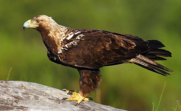 Spanish imperial eagle Spanish Imperial Eagle Variation in juveniles and immatures