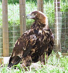 Spanish imperial eagle httpsuploadwikimediaorgwikipediacommonsthu