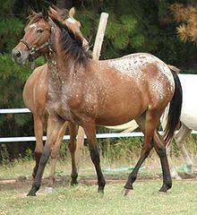 Spanish Jennet Horse httpsuploadwikimediaorgwikipediacommonsthu