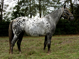 Spanish Jennet Horse Paso Fino amp Spanish Jennet Horses for sale
