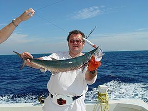 Spanish mackerel httpsuploadwikimediaorgwikipediacommonsthu