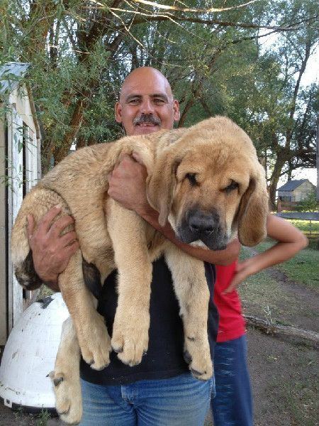 Spanish Mastiff 1000 ideas about Spanish Mastiff on Pinterest Big dogs Big dog