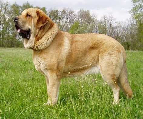 Spanish Mastiff Spanish Mastiff Dog Breed Information American Kennel Club
