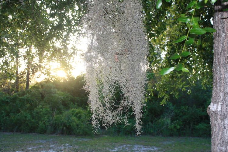 Spanish moss Common Myths about Spanish Moss and Lichen Newsletters