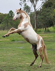 Spanish Mustang httpsuploadwikimediaorgwikipediacommonsthu