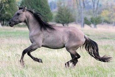 Spanish Mustang Spanish Mustang Horse Info Origin History Pictures Horse Breeds