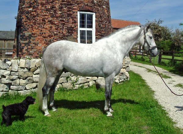 Spanish-Norman horse SpanishNorman Horse Info Origin History Pictures Horse Breeds