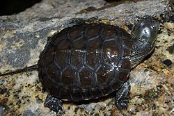 Spanish pond turtle httpsuploadwikimediaorgwikipediacommonsthu