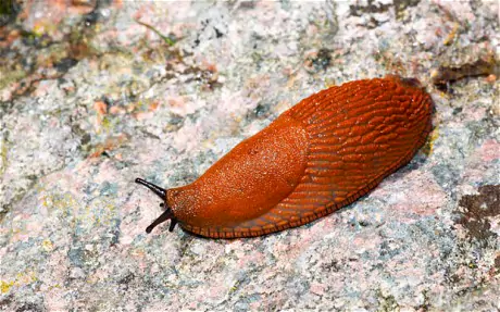 Spanish slug itelegraphcoukmultimediaarchive02353slug23