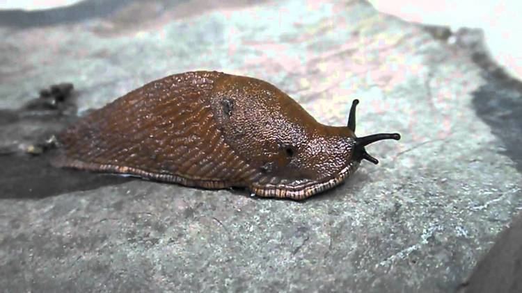Spanish slug Spanish slug opening its breathing pore YouTube
