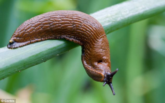 Spanish slug Monster Spanish slugs that feast on dead RABBITS and grow to 15cm